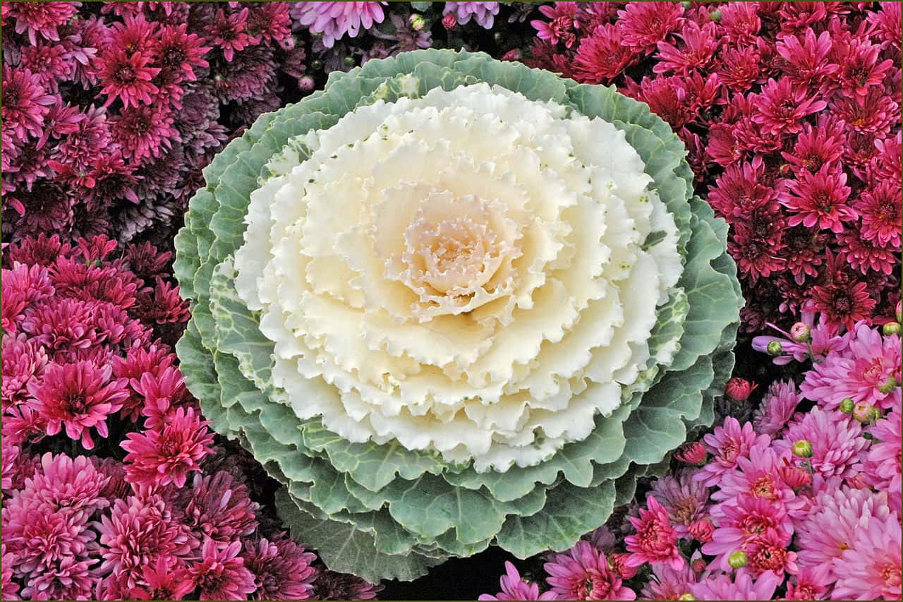 Jardin éphémère Place Stanislas